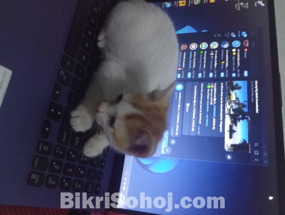 Asus VivoBook 15 X512FL
